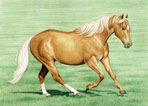 Western, Equine Art - Golden Beauty